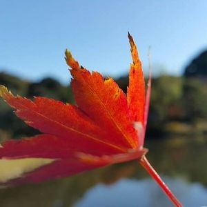 Meet your Posher, Lin